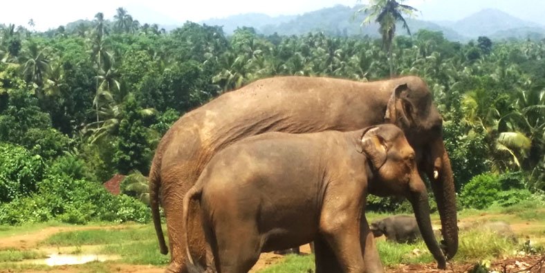volunteer in srilanka