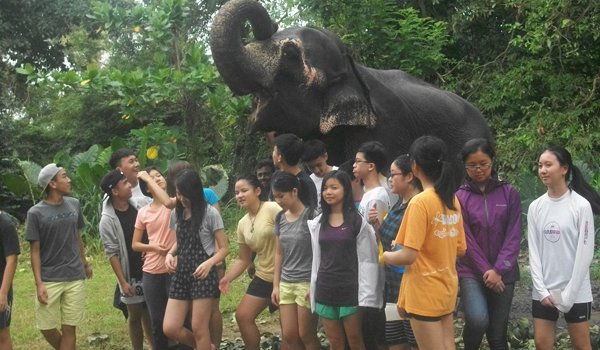 srilanka elephant sanctuary volunteer