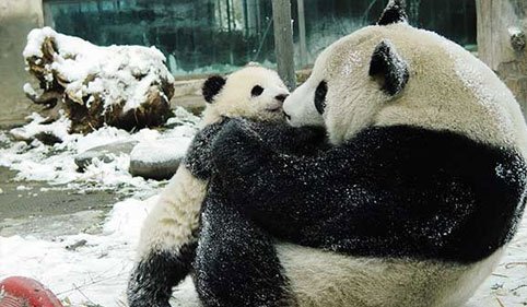 panda with its baby in china