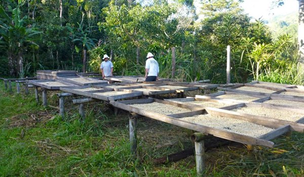 coffee farming field costarica