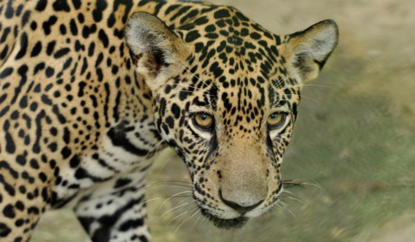 wildlife animal cheetah costarica