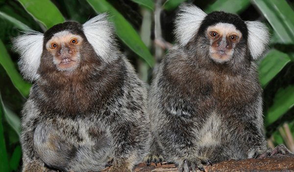 wildlife monkey in costarica