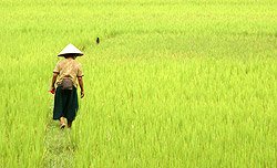 cambodia internship