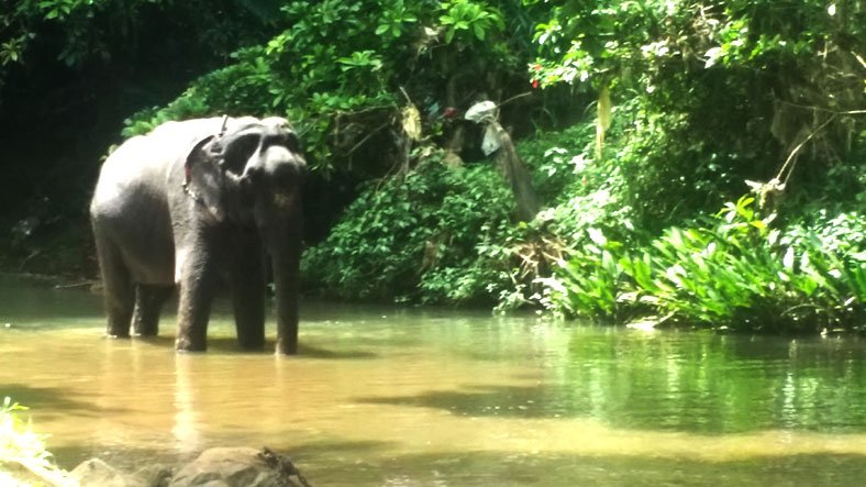 Kegalle Elephant Sri lanka