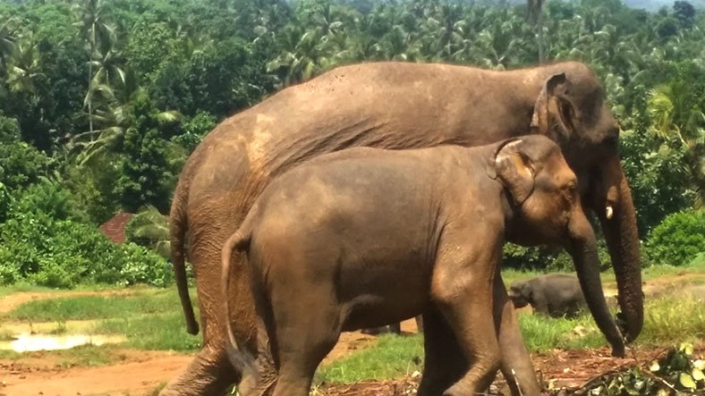 Pinnawala Elephant Project Sri lanka