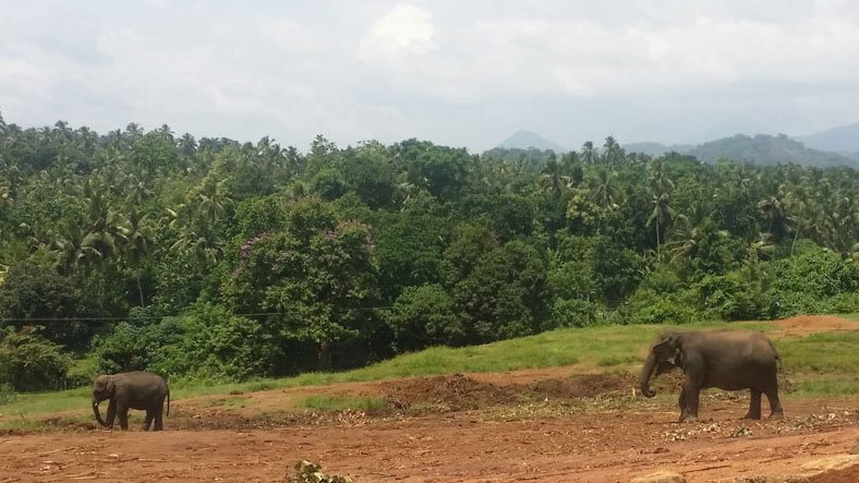 Sri Lanka Pinnawala Elephant in field