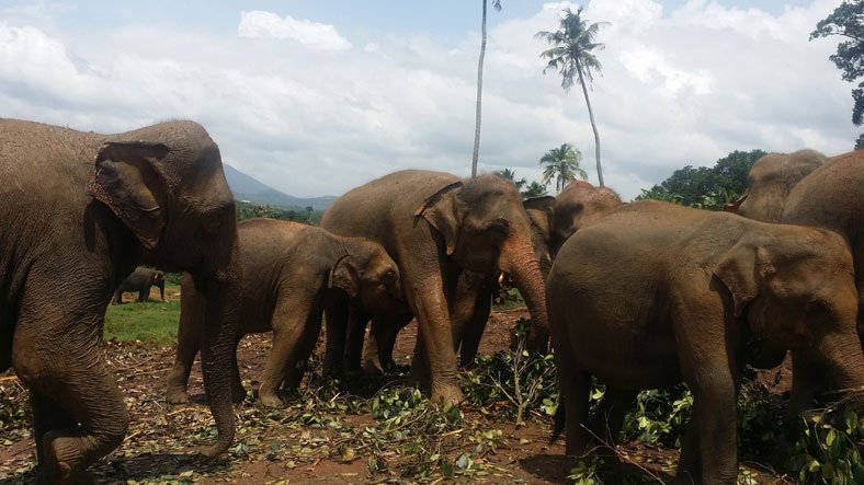 Sri Lanka Pinnawala Elephant