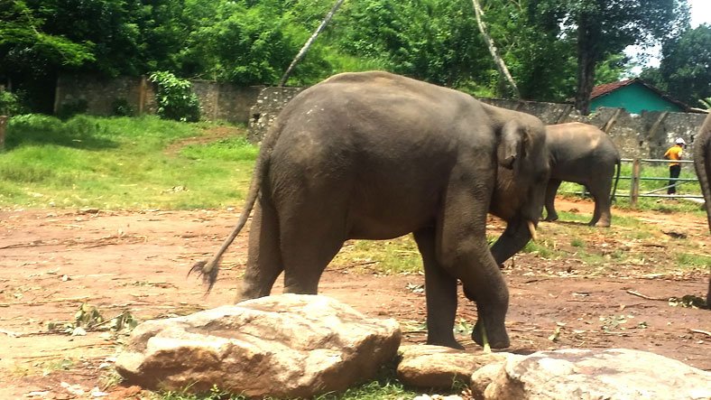 Sri Lanka Pinnawala Elephant Project