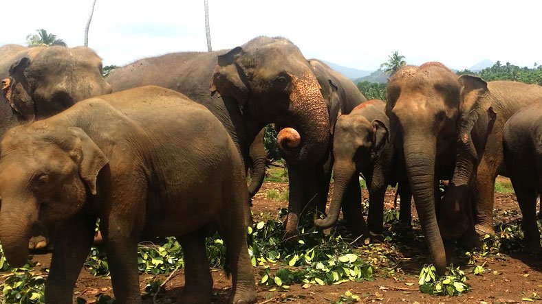 Sri Lanka Pinnawala Elephant Volunteering