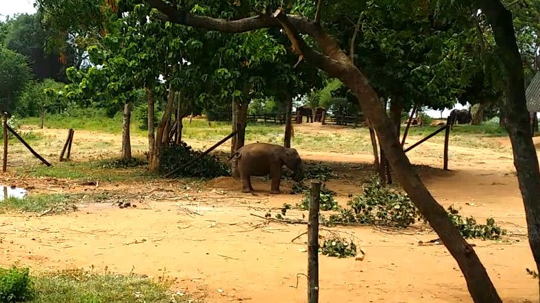 Pinnawala Elephant Baby
