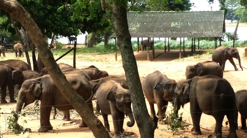 Udawela Elephant Project Sri lanka