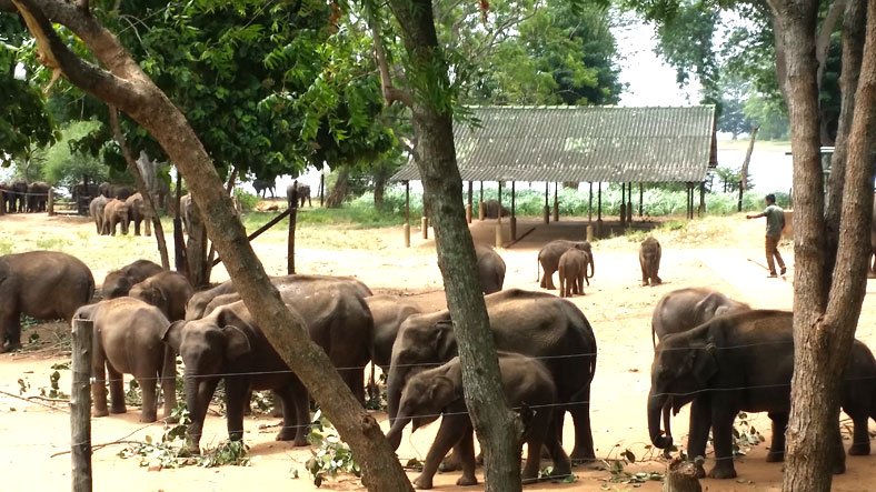 Sri Lanka Udawela Elephant Playing