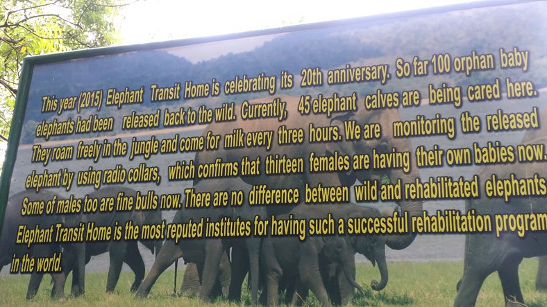 Sri Lanka Udawela Elephant Info