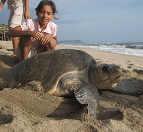 mexico turtle