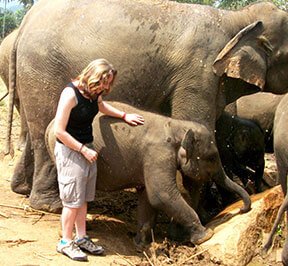 Srilanka elephant