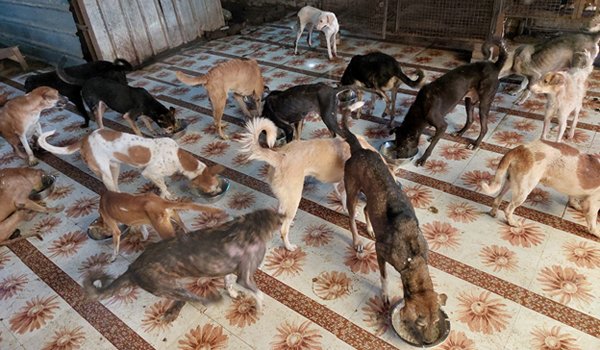 dog-care-center