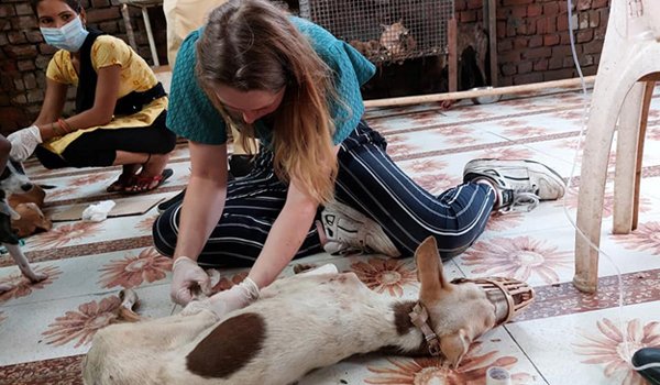 volunteering-animal-project