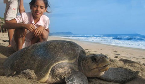 sea turtle conservation program mexico
