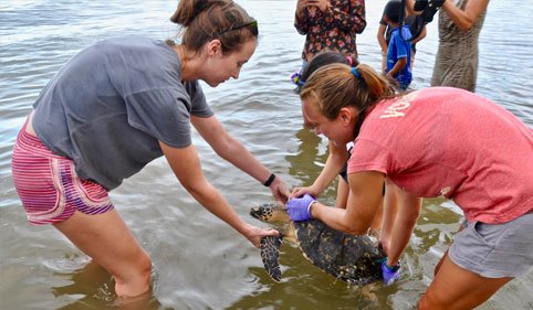 volunteers rescuing turtles in mexico