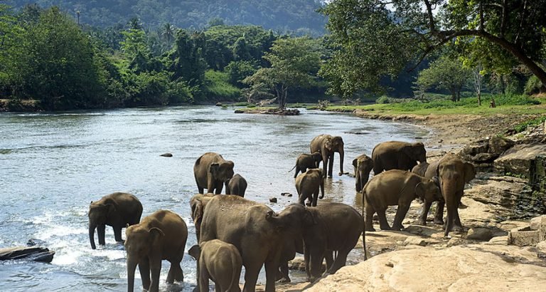 7 Best Affordable Animal Conservation Volunteering Abroad Projects