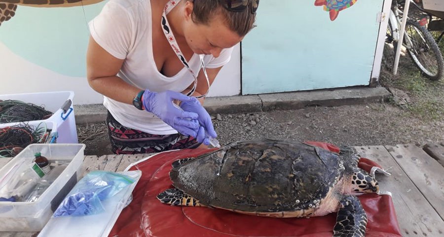 volunteer with turtles in costa rica