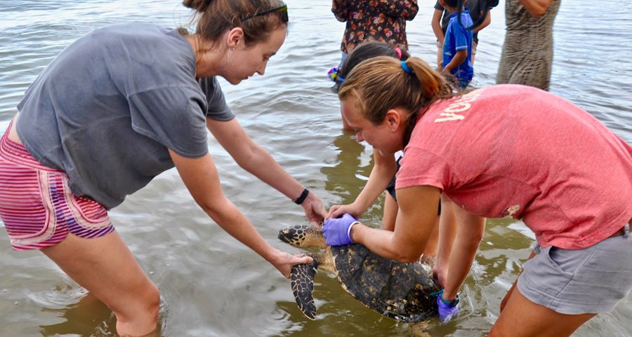 turtle conservation program in costa rica