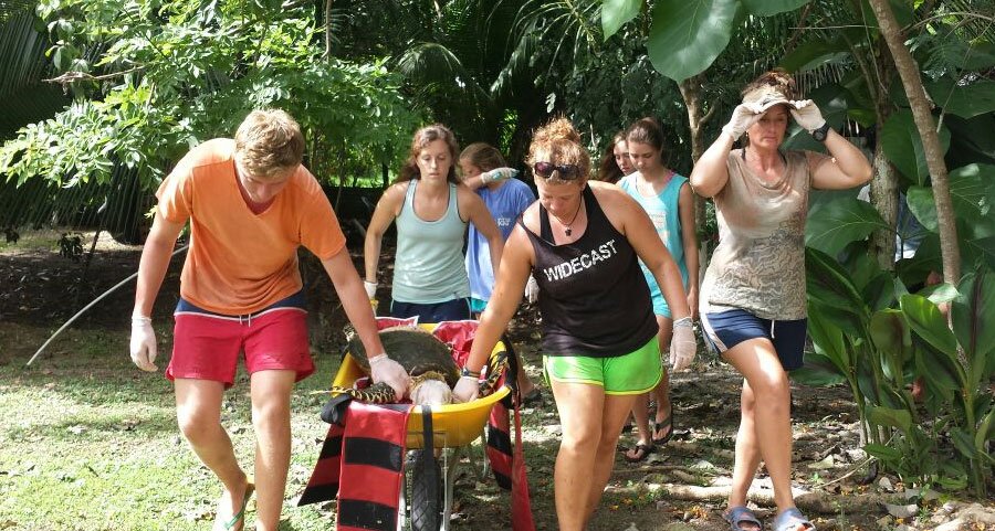 volunteers with tutrles in costa rica