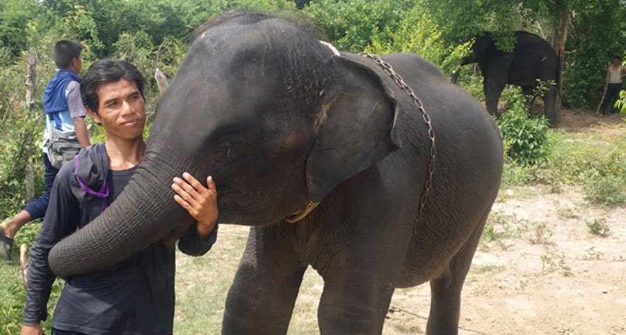 elephant conservation in thailand