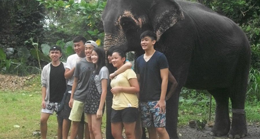 work in elephant orphanage pinnawala