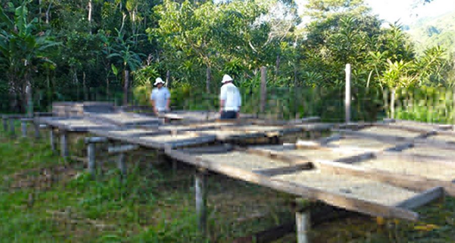 work in organic farm in costa rica