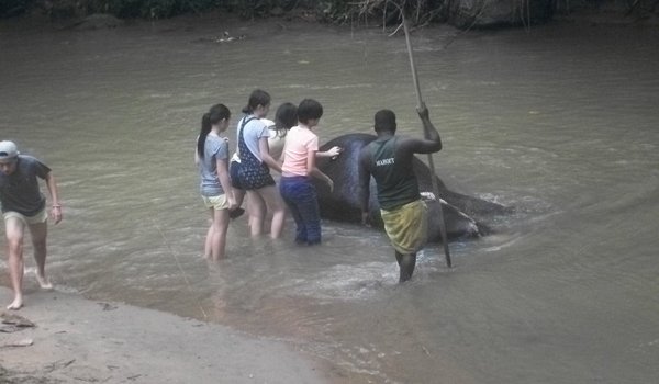 srilanka elephant orphanage volunteer