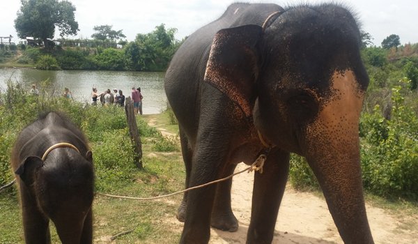 volunteer elephant sanctuary thailand